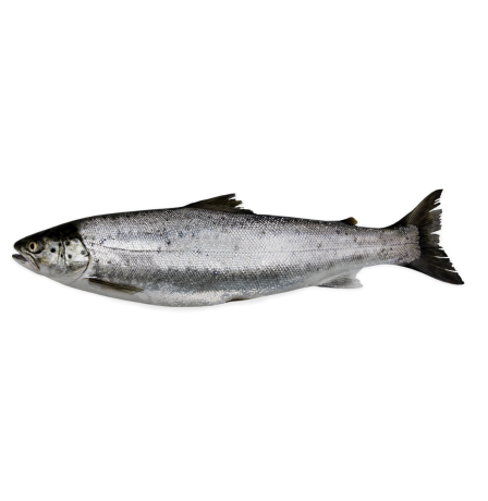 FRESH FISH – FISH BOX DUBAI